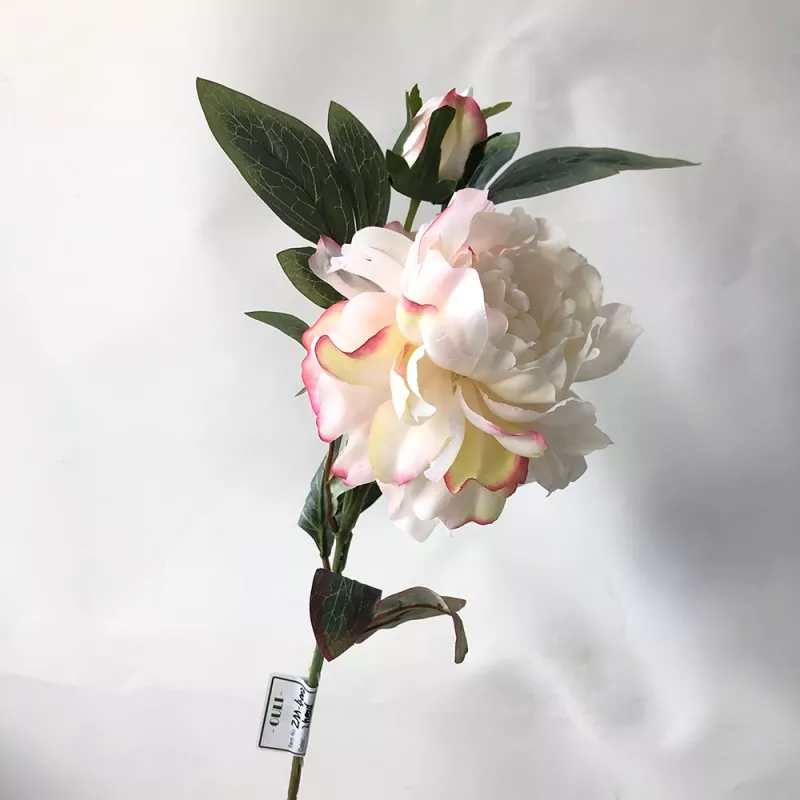 شکوفه های گل صد توقی