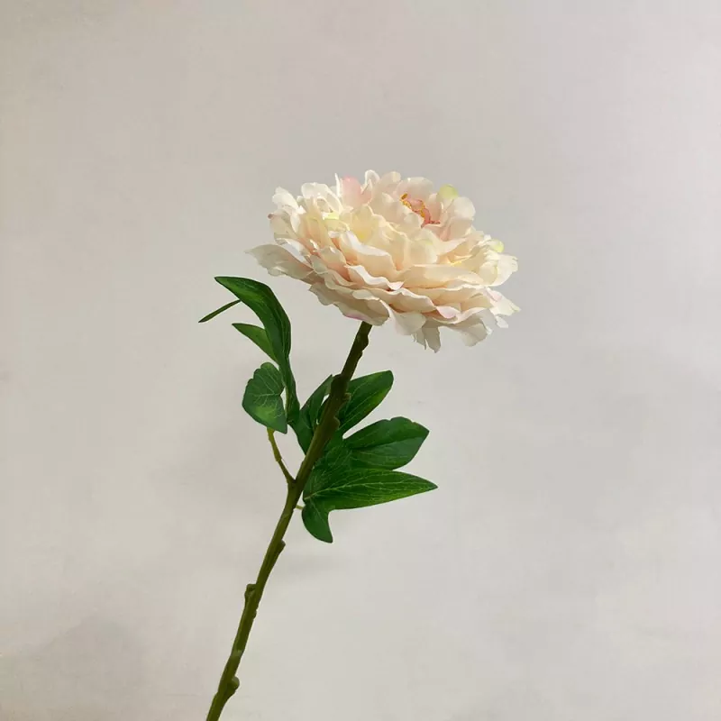 گلهای بزرگ گل صد توقی
